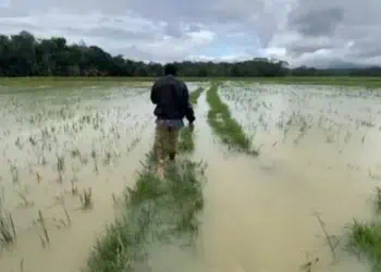 269 Hektare Sawah Terendam Banjir, Distan Lebak Minta Bantuan Pemprov
