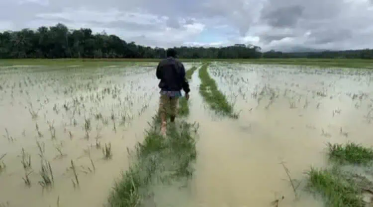 269 Hektare Sawah Terendam Banjir, Distan Lebak Minta Bantuan Pemprov