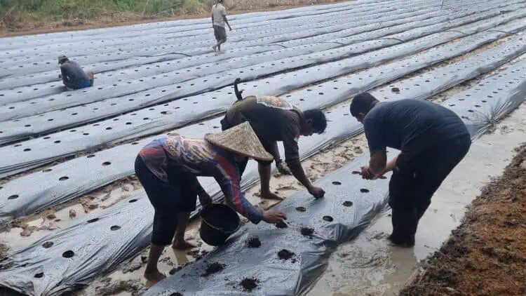 Poktan Milenial di Tigaraksa Manfaatkan Lahan Tidur Untuk Bertani