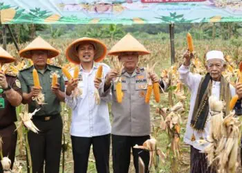 PANEN RAYA JAGUNG - Kapolda Banten Irjen Pol. Hengki, memimpin langsung panen raya jagung kuartal IV tahun 2025, yang dilaksanakan secara serentak di seluruh Kabupaten/Kota. Panen raya dilaksanakan di lahan milik warga seluas 4 hektar di Lingkungan Ciwiru, Kelurahan Cigoong, Kecamatan Walantaka, Kota Serang, Kamis (8/1/2026). (ISTIMEWA)