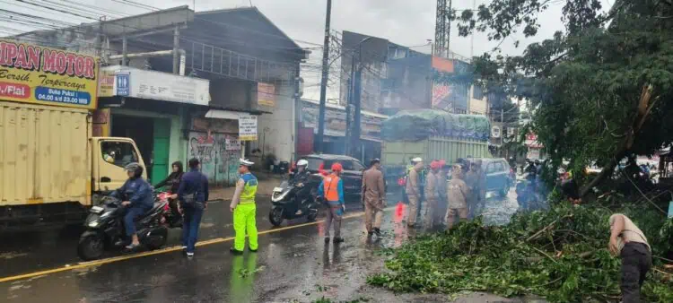 Dua Pohon Tumbang di Tangsel, Sempat Timpa Mobil