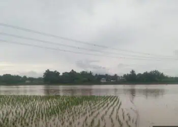 Terendam Banjir, 202 Hektar Sawah di kabupaten Serang Dinyatakan Puso. (ISTIMEWA)