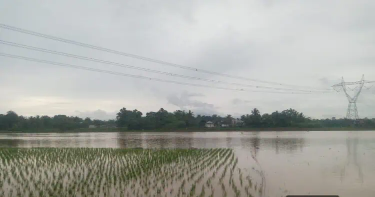 Terendam Banjir, 202 Hektar Sawah di Kabupaten Serang Dinyatakan Puso