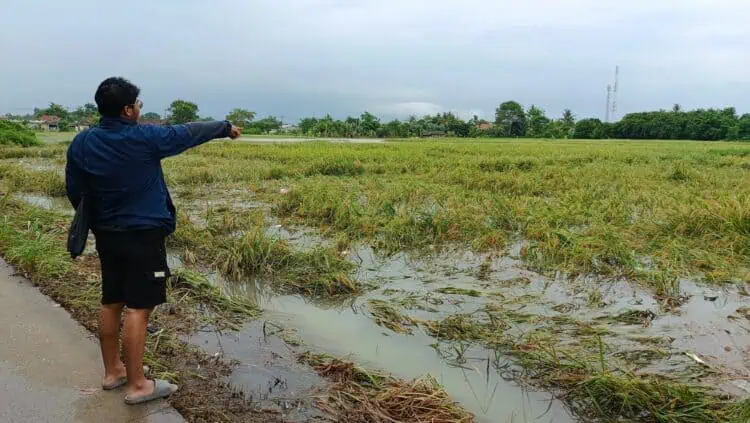 29,5 Hektare Sawah di Kabupaten Tangerang Terancam Gagal Panen