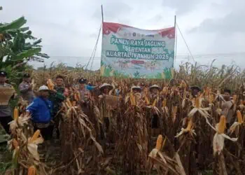 PANEN JAGUNG - Polsek Jawilan bersama kelompok tani, melaksanakan panen jagung Kuartal IV di lahan seluas 6 hektare yang berada di Desa Pagintungan dan Desa Cemplang, Kecamatan Jawilan, Kabupaten Serang, Sabtu (24/1/2026). (ISTIMEWA)