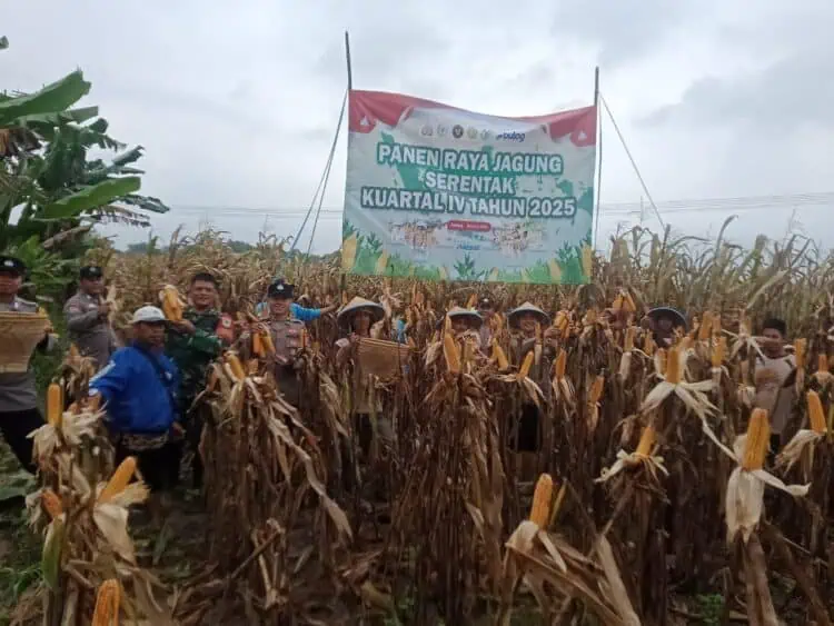Polsek Jawilan Polres Serang dan Kelompok Tani Panen Jagung Dilahan Seluas 6 Hektare