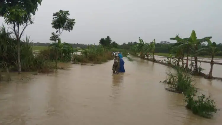 1.101,5 Hektare Padi di Banten Puso, Kerugian Petani Capai Rp11 Miliar Lebih
