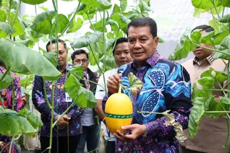 Curug Wetan Kembangkan Melon Hidroponik Terpadu