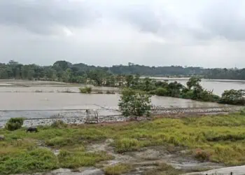 Kerugian Akibat Puso di Banten Membengkak, Estimasi Capai Rp46,8 Miliar