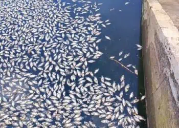Warna Air Berubah Jadi Hitam Pekat, Ribuan Ikan Mati Mendadak di Tandon Ciputat