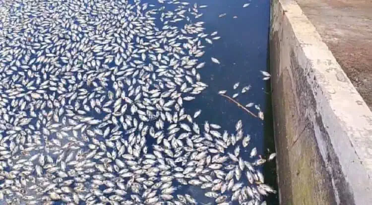 Warna Air Berubah Jadi Hitam Pekat, Ribuan Ikan Mati Mendadak di Tandon Ciputat