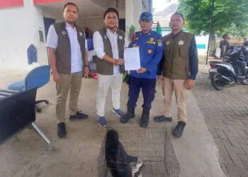 Damkar Tangsel Serahkan Lutung Hasil Evakuasi Warga Serpong ke BKSDA