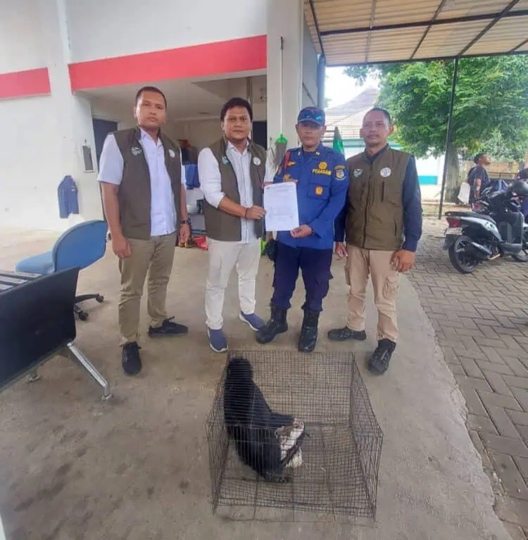 Damkar Tangsel Serahkan Lutung Hasil Evakuasi Warga Serpong ke BKSDA
