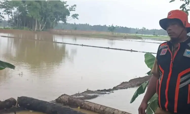 3.227,5 Hektare Sawah di Banten Terendam Banjir. 420,5 Hektare Diantaranya Gagal Panen