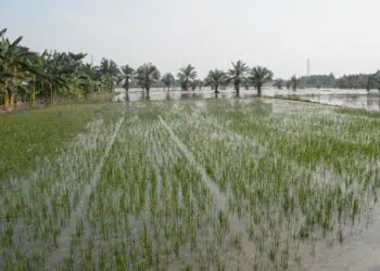 Area lahan pertanian di Kabupaten Pandeglang yang mengalami gagal panen. (ISTIMEWA)