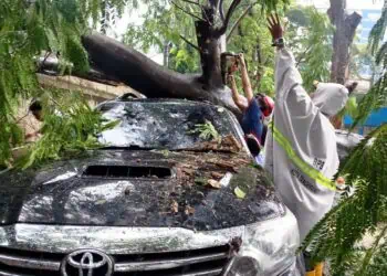 Hujan Ekstrem Picu Pohon Tumbang Hingga Timpa Mobil Fortuner di Kota Tangerang
