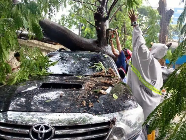 Hujan Ekstrem Picu Pohon Tumbang Hingga Timpa Mobil Fortuner di Kota Tangerang