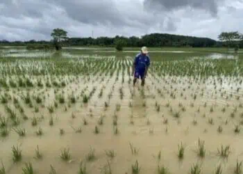 50 Hektare Sawah di Cibadak Kabupaten Lebak Puso Akibat Banjir