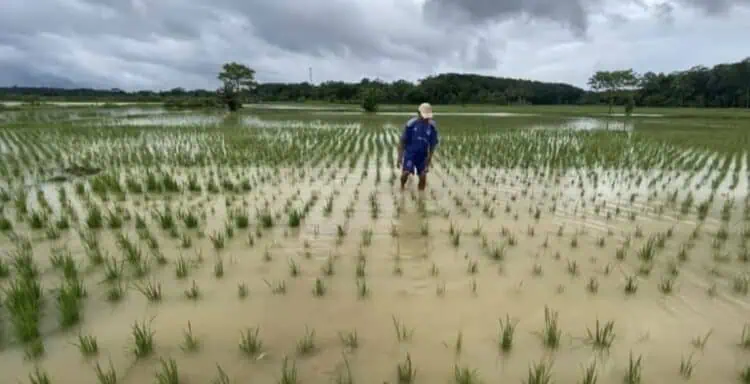 50 Hektare Sawah di Cibadak Kabupaten Lebak Puso Akibat Banjir