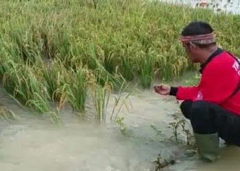 Terendam Banjir, Puluhan Hektar Lahan Persawahan di Pandeglang Gagal Panen