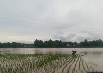 519 Hektar Padi di Kabupaten Serang Puso, Bantuan Segera Turun