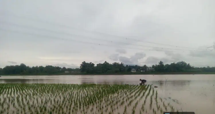 519 Hektar Padi di Kabupaten Serang Puso, Bantuan Segera Turun