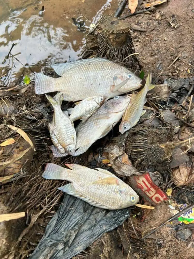 Diduga Tercemar Pestisida, Warga Kabupaten Tangerang Diminta Tunda Konsumsi Ikan Cisadane