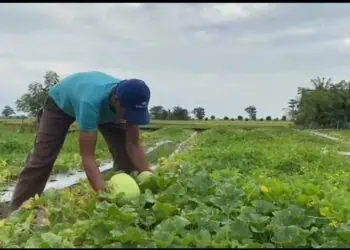 Timun Suri Buah Andalan Saat Berbuka Puasa, Membawa Berkah Bagi Petani