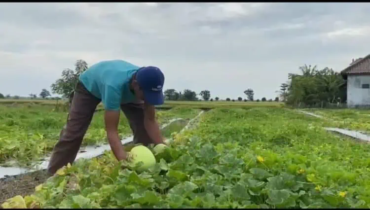 Timun Suri Buah Andalan Saat Berbuka Puasa, Membawa Berkah Bagi Petani