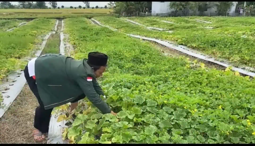 Timun Suri Buah Andalan Saat Berbuka Puasa, Membawa Berkah Bagi Petani