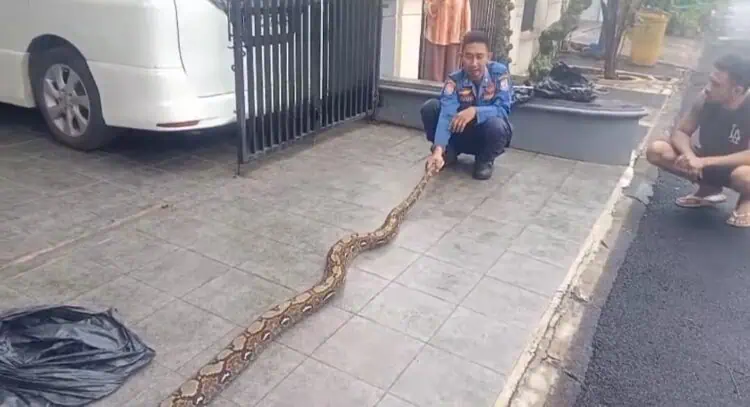 Ular Sanca 4 Meter Gegerkan Warga Pamulang, Damkar Tangsel Lakukan Evakuasi