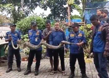 Ular Sanca Jumbo “Teror” Ternak Warga Ciledug, Damkar Turun Tangan