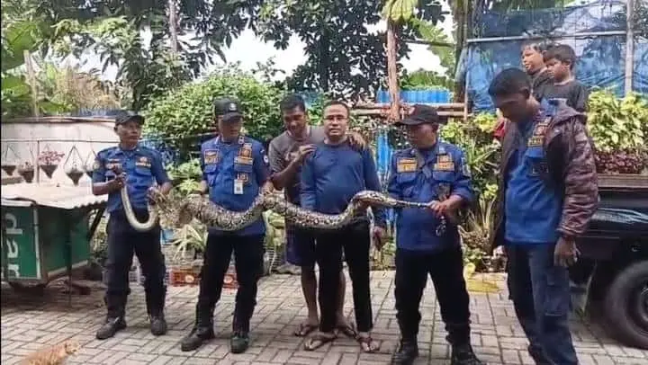 Ular Sanca Jumbo “Teror” Ternak Warga Ciledug, Damkar Turun Tangan