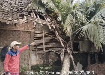 Pemilik Sedang Tidur, Rumah Warga di Lebak Tertimpa Pohon Kelapa Tumbang