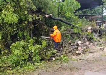 Pohon Tumbang Timpa Pengendara di Periuk, Satu Orang Luka