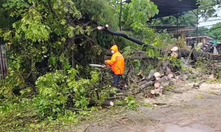 Pohon Tumbang Timpa Pengendara di Periuk, Satu Orang Luka