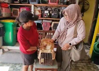 Jelang Lebaran, Tempat Penitipan Hewan di Tangsel Kelebihan Kapasitas