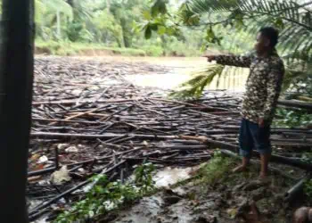 Sampah Kayu Dibiarkan Menumpuk Di Sungai Ciseukeut Pandeglang
