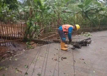 POHON TUMBANG - Akibat diterjang angin puting beliung, sejumlah pepohonan di Kecamatan Munjul, Kabupaten Pandeglang, tumbang dan ganggu jaringan kabel PLN, Rabu (29/4/2026). (ISTIMEWA)