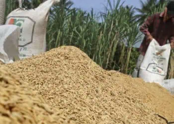 Serapan Gabah Rendah, Kinerja Awal RMU PT Lebak Niaga Belum Optimal
