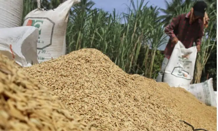 Serapan Gabah Rendah, Kinerja Awal RMU PT Lebak Niaga Belum Optimal