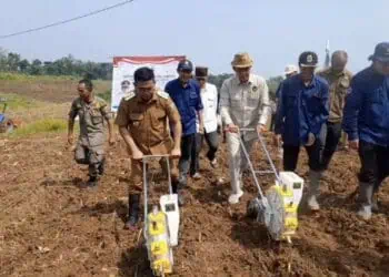 Bidik 52 Ribu Ton, Banten Ekspansi Jagung 9.000 Hektare