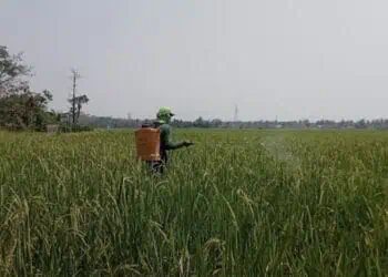Jaga Ketahan Pangan Lebak Miliki 5.197 Hektare Lahan Baku Sawah