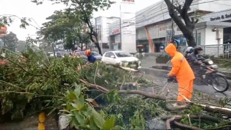 Pohon Tumbang di Karawaci Saat Hujan Deras, Akses Jalan Sempat Lumpuh