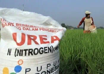 Stok Pupuk Subsidi di Lebak Dipastikan Cukup hingga Akhir Tahun