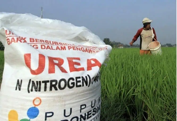 Stok Pupuk Subsidi di Lebak Dipastikan Cukup hingga Akhir Tahun