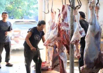 Sudah 45 Ekor Sapi Kurban Dipotong di RPH Bayur Kota Tangerang