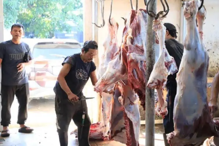 Sudah 45 Ekor Sapi Kurban Dipotong di RPH Bayur Kota Tangerang