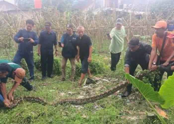 Ular Sanca 5 Meter Bikin Heboh Warga Pondok Aren