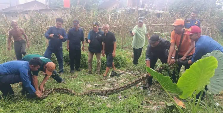 Ular Sanca 5 Meter Bikin Heboh Warga Pondok Aren